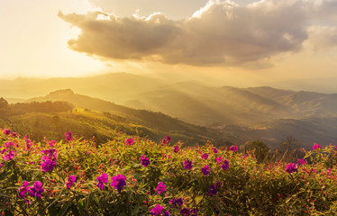 Pink impatiens balsamina flowers with sunset landscape view at mountains at doi chang mup Chiangrai,nothern Thailand