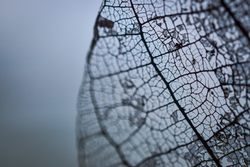 detailed texture of a mangrove tree leaf - 190251491