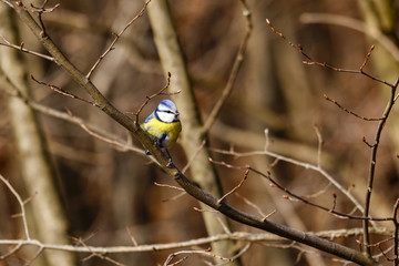 Blue Tit, Venus Pools, Shropshire