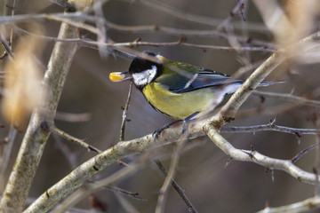 Great tit (Parus major) perched on a twig