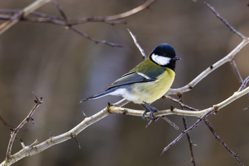 Great tit (Parus major) perched on a twig