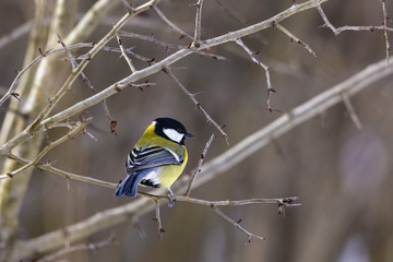 Great tit (Parus major) perched on a twig