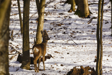 a deer who is hiding in the woods