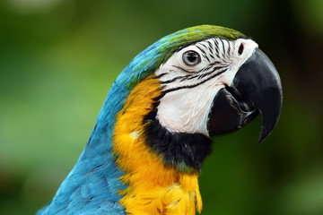 Face of The blue-and-gold macaw (Ara ararauna) , is a large South American parrot with blue top parts and yellow under parts. It is a member of the large group of neotropical parrots known as macaws.