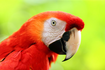 Face of The scarlet macaw (Ara macao) is a large red, yellow, and blue South American parrot, a member of a large group of Neotropical parrots called macaws. at bright nature background
