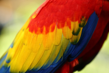 Obraz premium Feather vivid color of The scarlet macaw is a large red, yellow, and blue South American parrot, a member of a large group of Neotropical parrots called macaws. Colorful background and texture