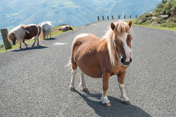 Potok with blue eyes in the Basque Country, France.