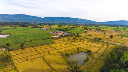 Aerial view of a rice fields in Thailand.