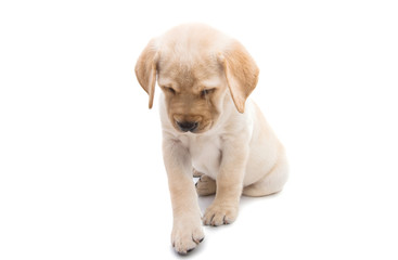 puppy labrador isolated
