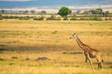 Isolated giraffe in the savannah plain of Maasai Mara Park in North West Kenya