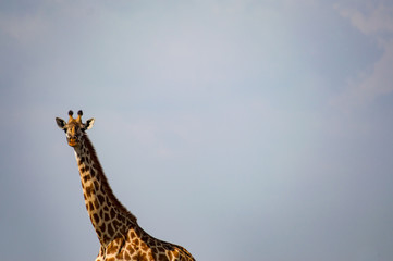 Isolated giraffe in the savannah plain of Maasai Mara Park in North West Kenya