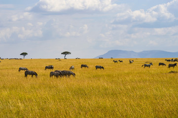 Herd of zebras grazing in the savannah plain of Maasai Mara Park in northwestern Kenya