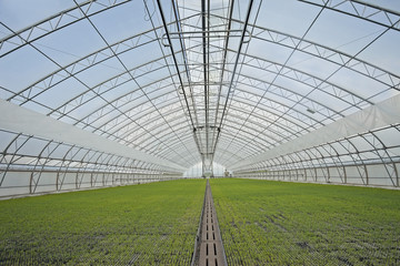 agricultural greenhouse for growing sprouts