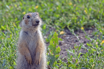 cute gopher sitting on a green meadow in Sunny day