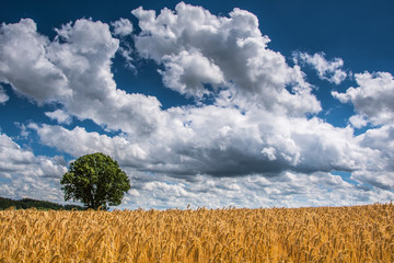 kornfeld