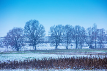 Rural winter landscape. Field with a row of trees. The field covered with snow. Beautiful winter nature