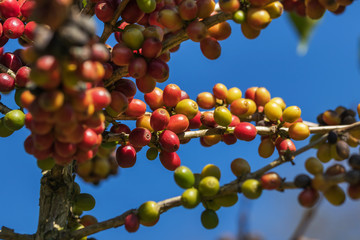colorful group of many coffee seeds ripening on tree in coffee plantation in north of thailand selective focus
