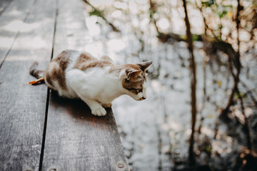Brown cat lay down on wooden floor in the forest.