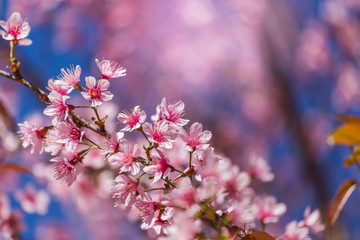 Wild Himalayan Cherry blossoms (Prunus cerasoides)
 blooming on tree in season winter at Thailand with blue sky
