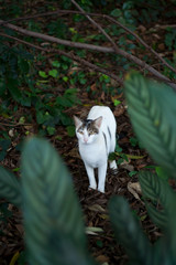 White Cat in the Woods