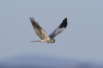 Montagus harrier (Circus pygargus)