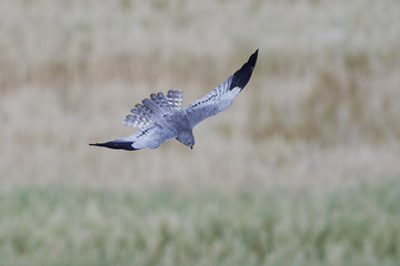 Montagus harrier (Circus pygargus)