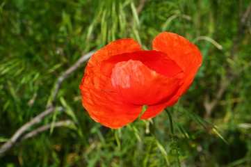 Red poppy flower on a green grass background 