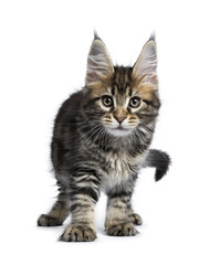 Classic black tabby Maine Coon kitten / cat standing / walking towards camera isolated on white background