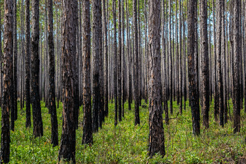 Florida Forests