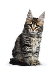 Classic black tabby Maine Coon kitten / cat  sitting with tail folded around paws isolated on white background