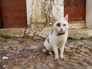 Gato en calle de Castelo de Vide, villa portuguesa del Distrito de Portalegre, región Alentejo y...