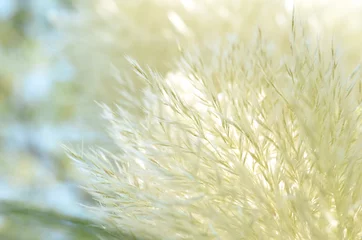 Foto op Plexiglas plante douceur © Reine Aneda
