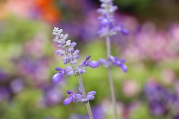 salvia flower in tropical