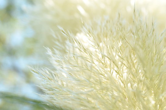 plante douceur