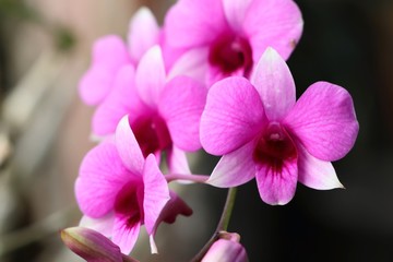 Tropical pink orchid flower