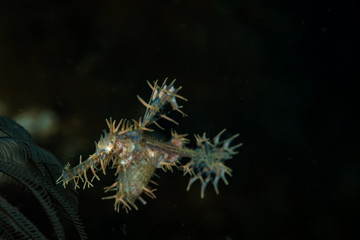 Obraz na płótnie Canvas An ornate ghost pipefish (Solenostomus paradoxus) on the Secret Bay dive site, Anilao,
