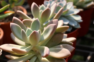 Calandiva or cactus in nature