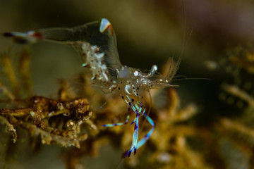 A Periclemenes tosaensis Commensal Shrimp on the Coral Cove dive site,  Puerto Galera, Philippines