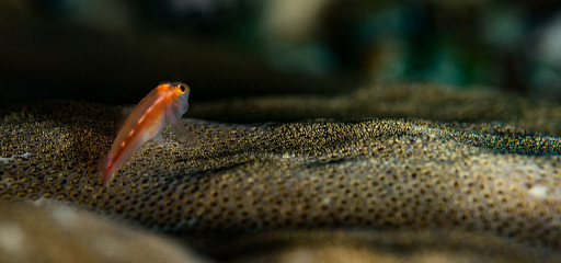 A Goby on the corals at the Saint Christopher Wreck dive site, Puerto Galera, Philippines