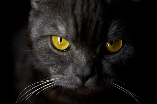 Black british cat closeup face with yellow eyes in dark background. Black banner