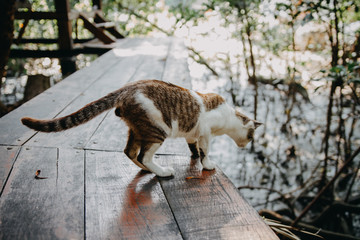 Brown cat walk on wooden floor in the forest.