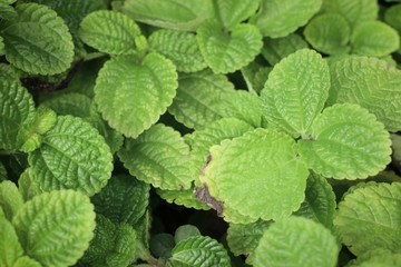 Peppermint plant in garden