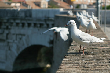 Summer. Italy. Rimini. Bridge of Tiberius. Gulls on the bridge. Colorful