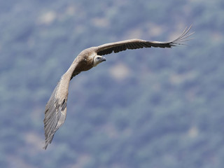 Griffon vulture (Gyps fulvus)