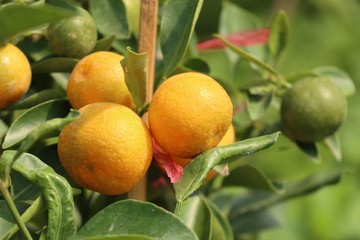 Orange tree in garden