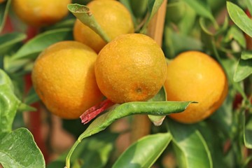 Orange tree in garden