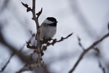 Black Capped Chickadee sitting on a tree branch