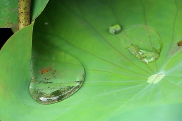 Drops on the lotus leaf