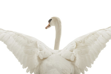 beautiful white swan back view with opened wings