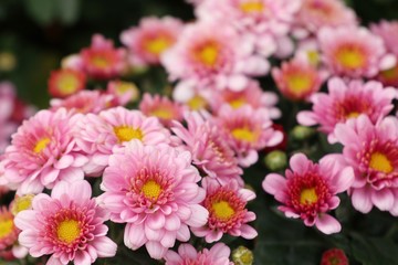 Obraz premium Pink chrysanthemum flower in tropical